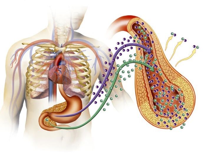 Normal insulin production after administration of Glucoren